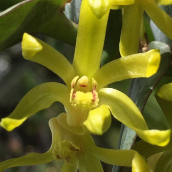 Dendrobium Sororium