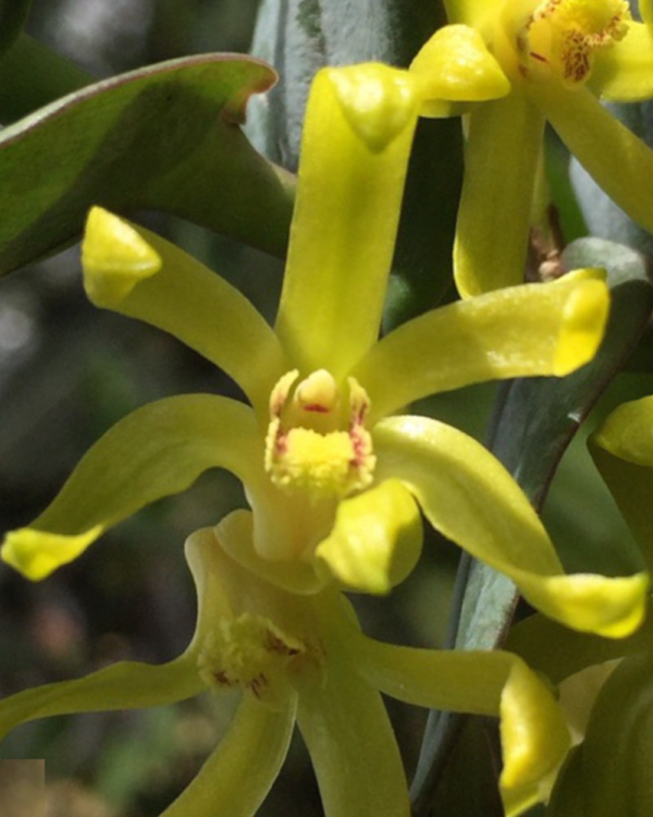 Dendrobium Sororium