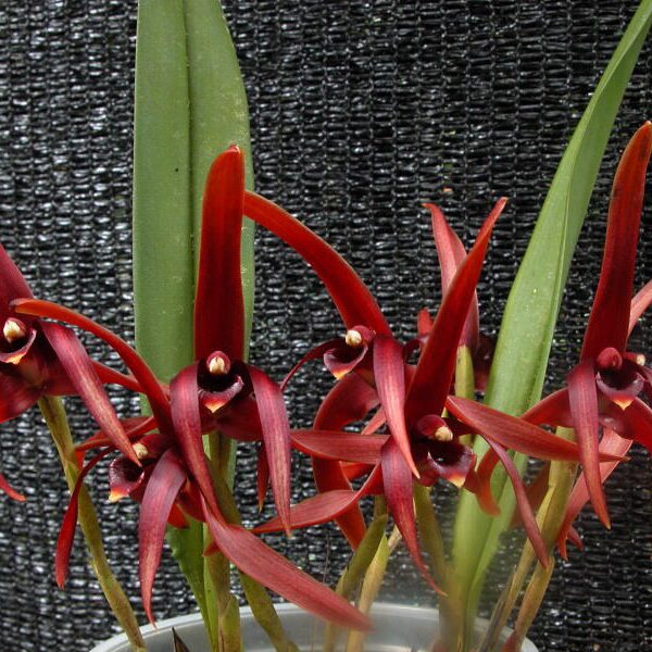 Maxillaria Nigrescens