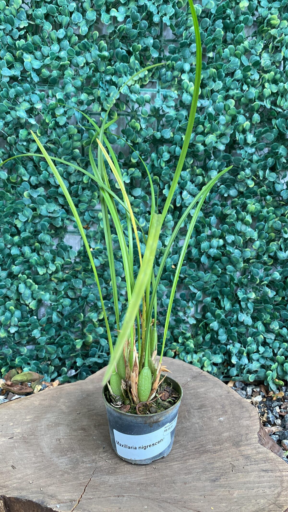Maxillaria Nigrescens - Imagem 2