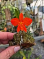 Phaius Tankervilleae Vermelho