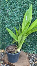 Phaius Tankervilleae Vermelho - Imagem 2