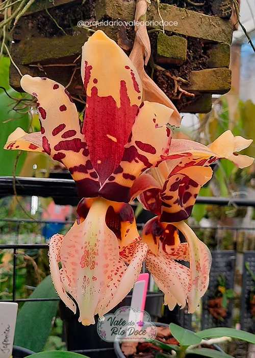 Stanhopea Tigrina Nigroviolacea - Adulta