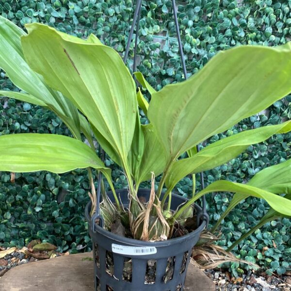 Stanhopea Tigrina x Ingroviolace
