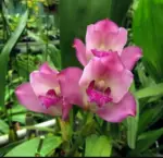 Bifrenaria Thyrianthina Trilabelo