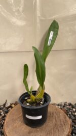 Bifrenaria Thyrianthina Trilabelo - Imagem 2