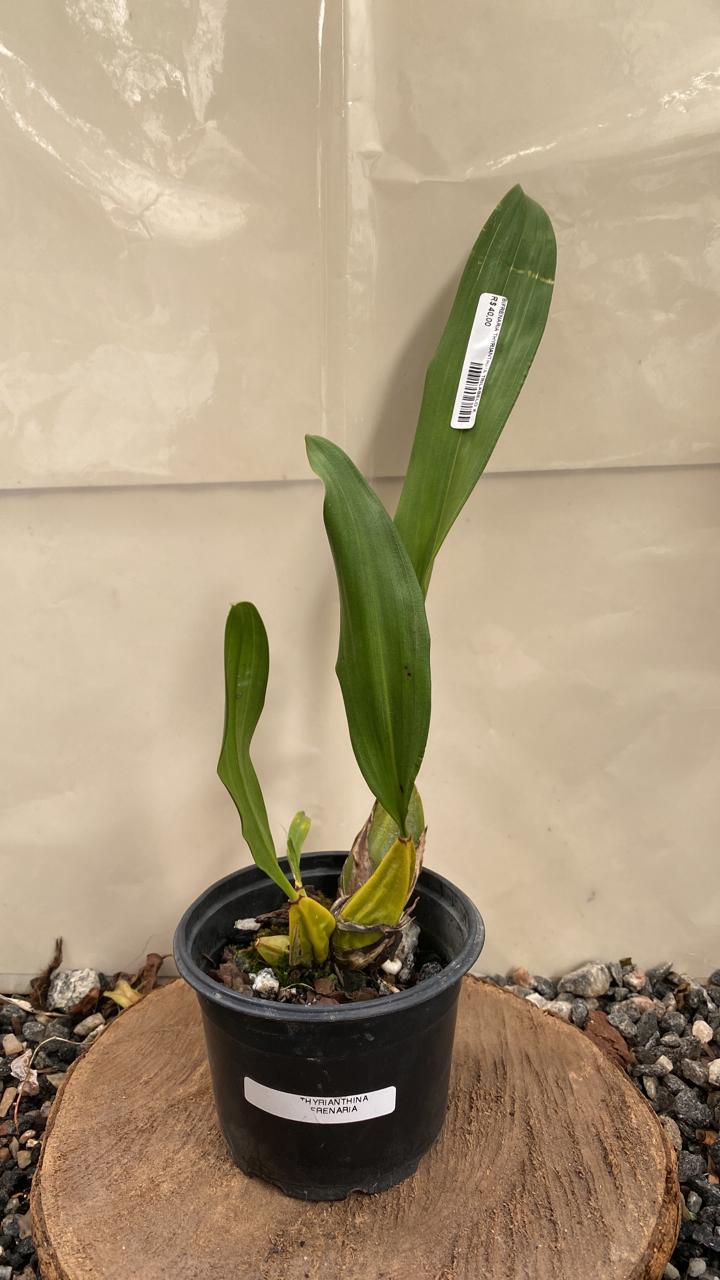 Bifrenaria Thyrianthina Trilabelo Vegetal Bifrenaria Thyrianthina Trilabelo - Imagem 2
