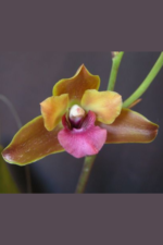Bifrenaria Verboonenii