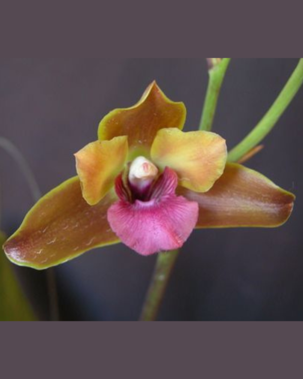 Bifrenaria Verboonenii