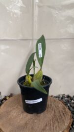 Bifrenaria Verboonenii - Imagem 2
