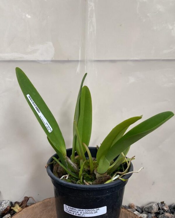 Cattleya Gaskeliana Concolor Clarinha x Concolor ( Yamile x Self )