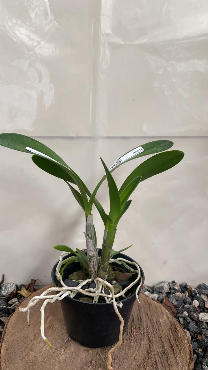 C Leopoldii Alba x Encyclia adenocaula Alba Vegetal Cattleya Leopoldii Alba x Encyclia Adenocaula Alba - Imagem 1