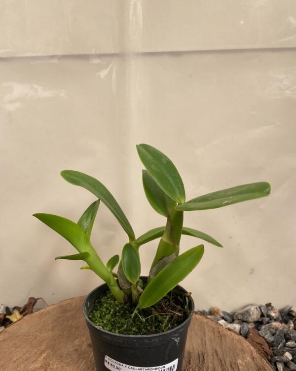 Cattleya Violacea x Caularthronbicor