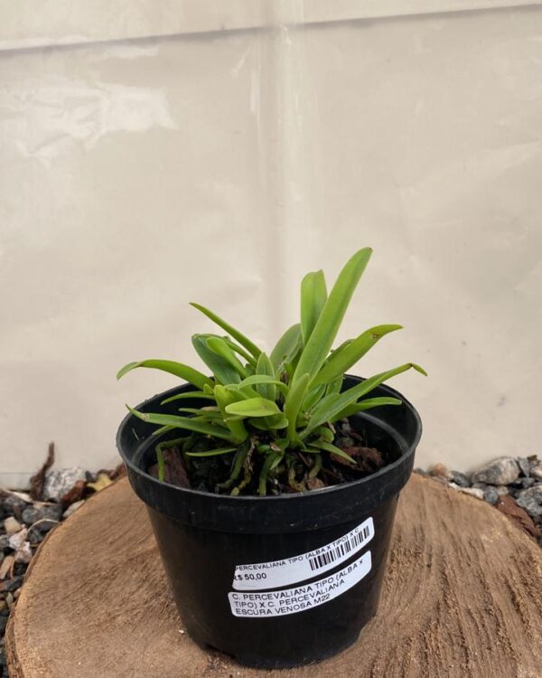 Cattleya Percevaliana Tipo ( Alba x Tipo ) x Percevaliana Escura Venosa