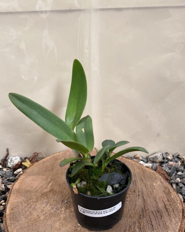 Cattleya Quadricolor Suave Soft Color x Quadricolor Semi Alba