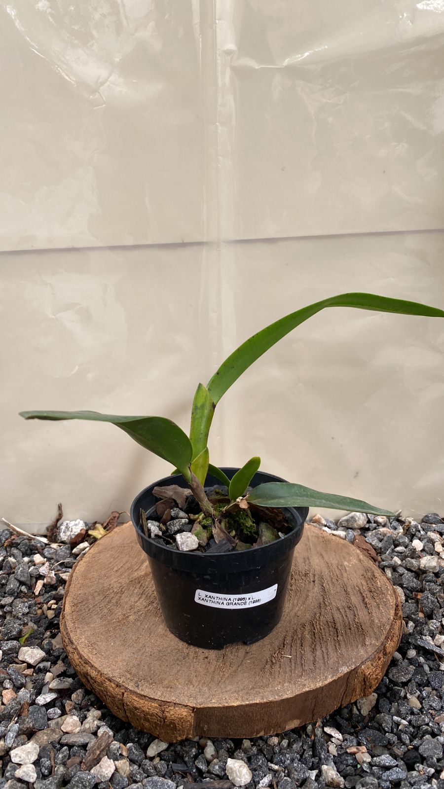 Cattleya Xanthina x Xanthina Grande vegetal Cattleya Xanthina x Xanthina Grande - Imagem 1