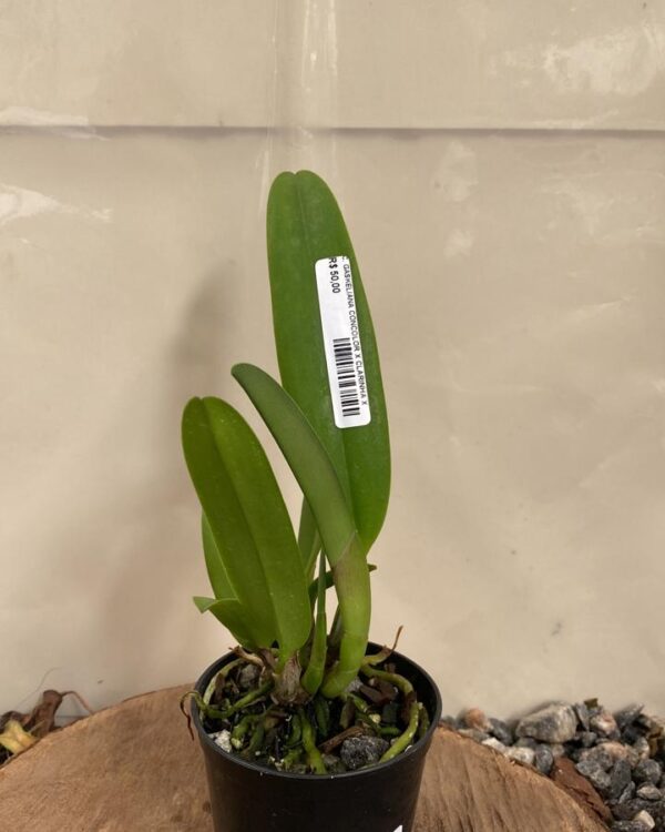 Cattleya Gaskeliana Concolor x Clarinha