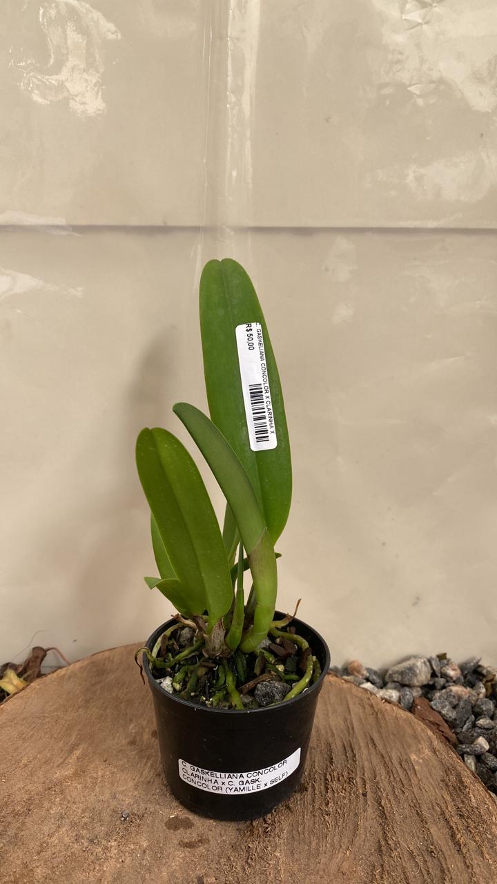 Gaskeliana concolor x clarinha Vegetal Cattleya Gaskeliana Concolor x Clarinha - Imagem 1