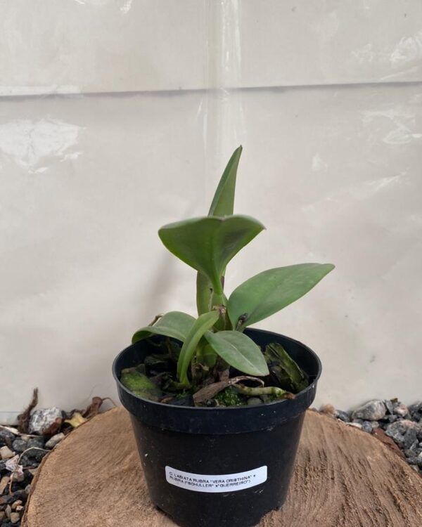 Labiata Rubra “ Vera Cristhina x Rubra ( Schuller x Guerreiro)