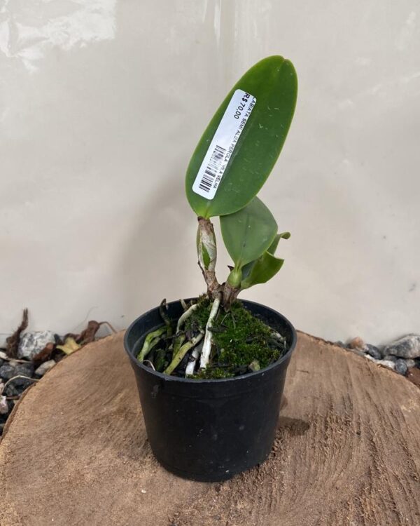 Labiata Semi Alba Pérola Vila Velha x Semi Alba Marina