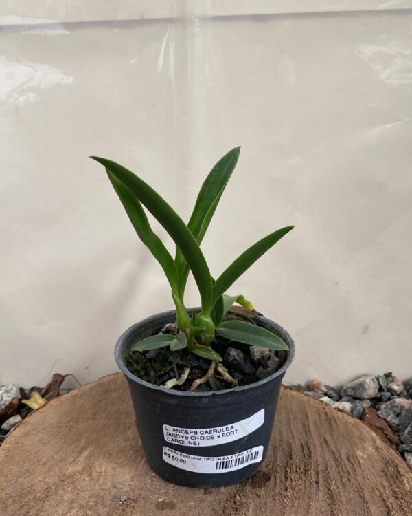 Laelia Anceps Coerulea ( Andy’s Choice x Fort Caroline )