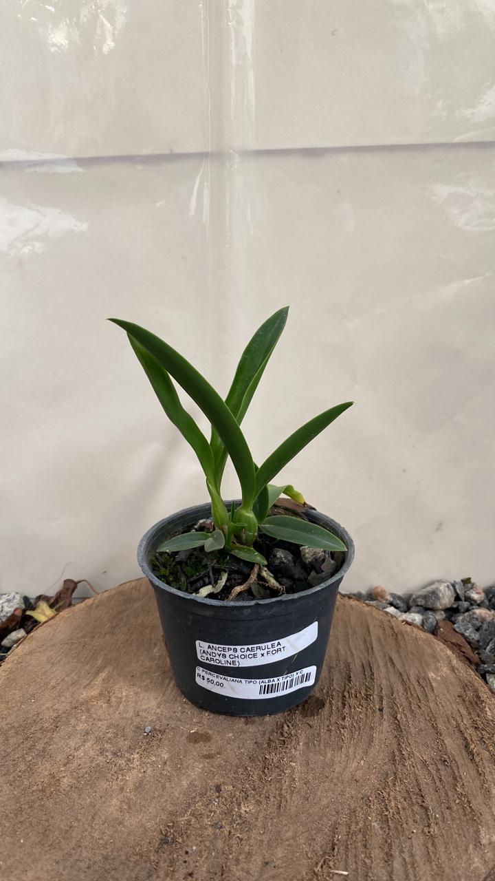 Laelia Anceps Coerulea ( Andy’s Choice x Fort Caroline ) Vegetal Laelia Anceps Coerulea ( Andy’s Choice x Fort Caroline ) - Imagem 1