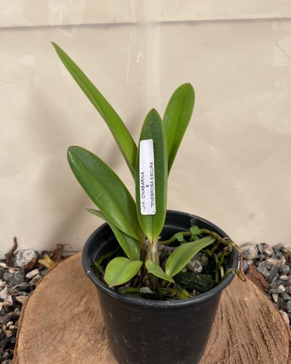 Laelia Hoff Cinabarina x Tenebrosa Escura