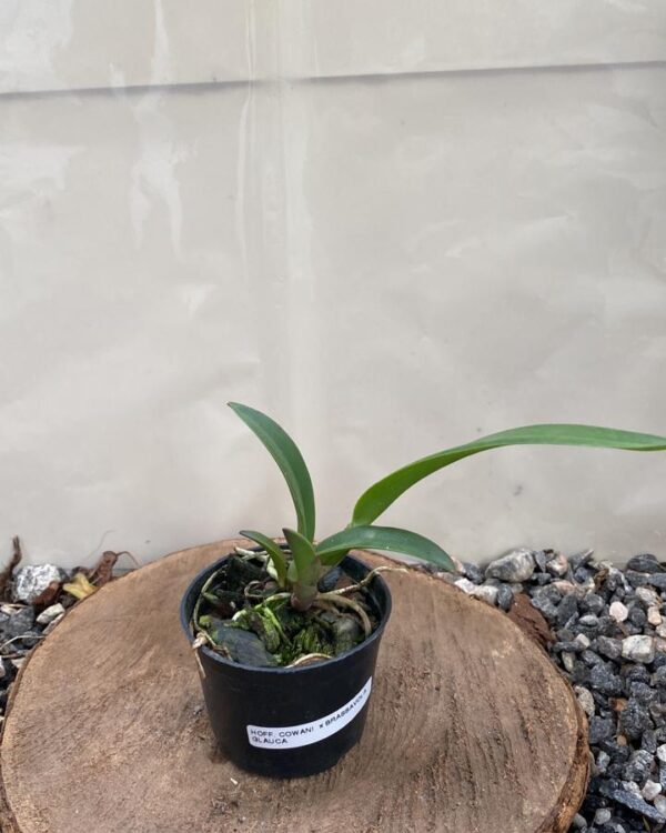 Laelia Hoff Cowani x Brassavola Glauca