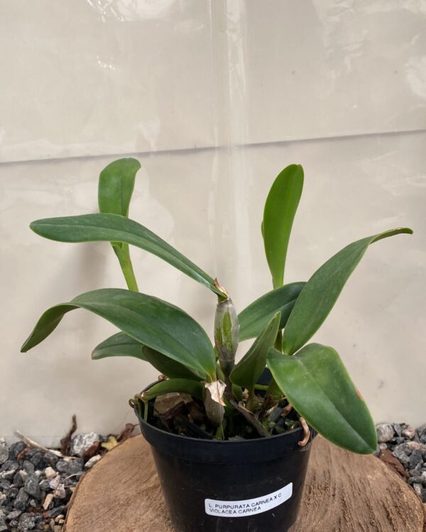 Laelia Purpurata Carnea x Cattleya Violacea Carnea