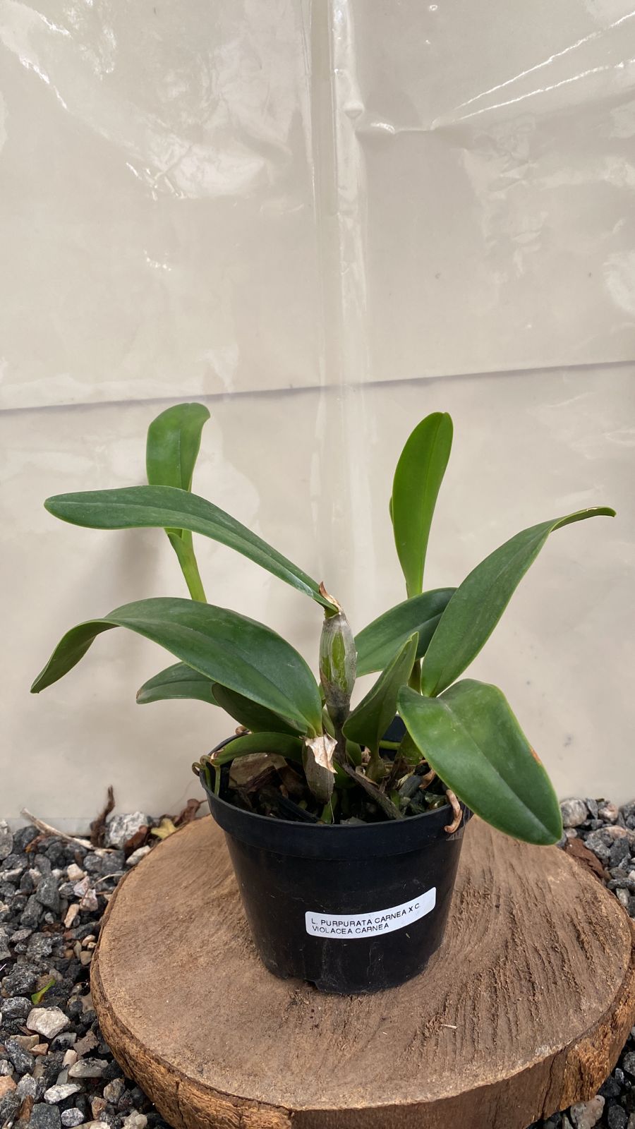 Laelia Purpurata Carnea x Cattleya Violacea Carnea Vegetal Laelia Purpurata Carnea x Cattleya Violacea Carnea - Imagem 1