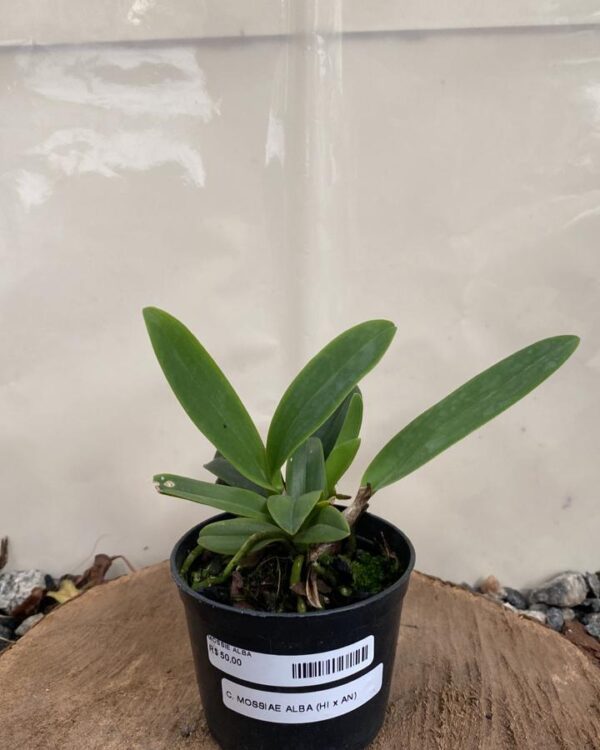 Mossiae Alba ( Hi x An )
