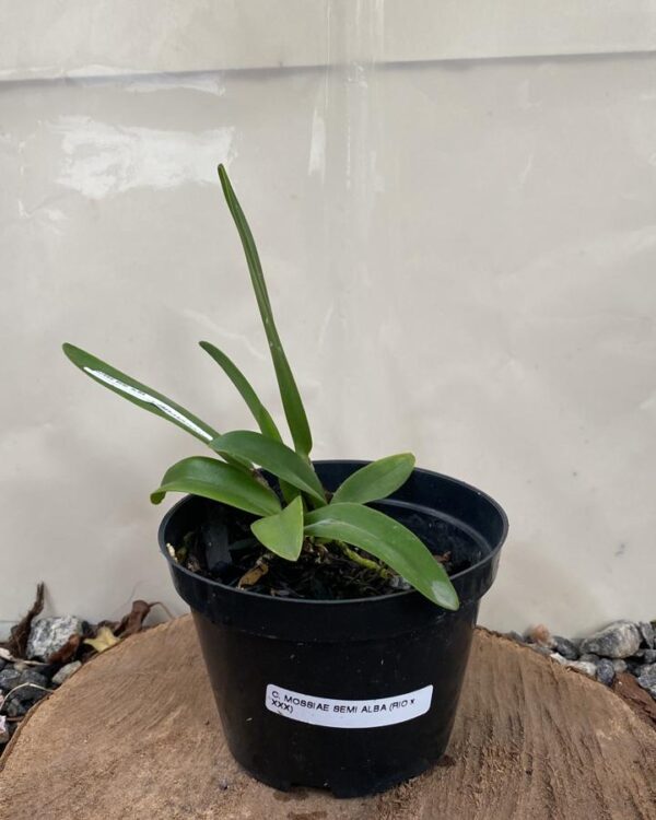 Mossie Semi Alba ( Rio x Xxx)