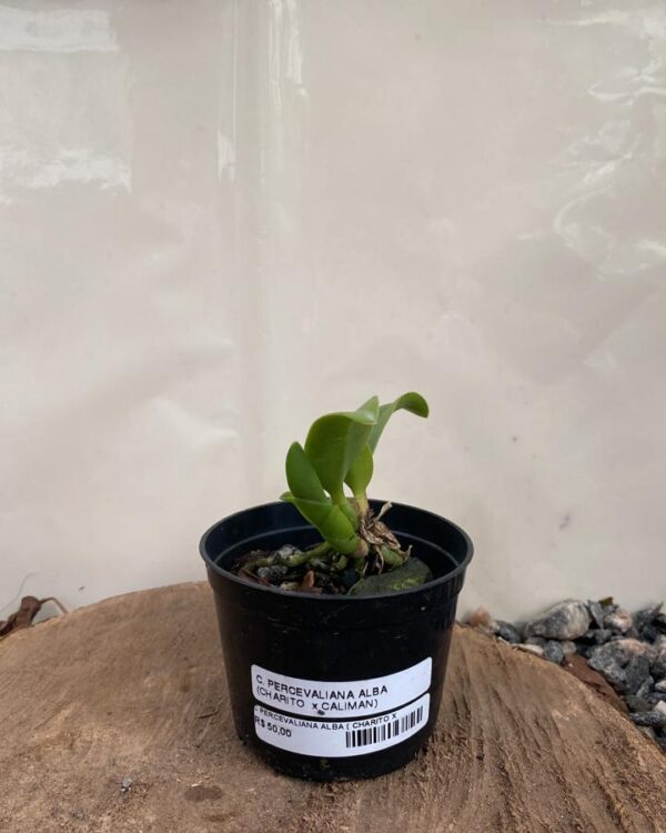 Cattleya Percevaliana Alba ( Charito x Caliman )