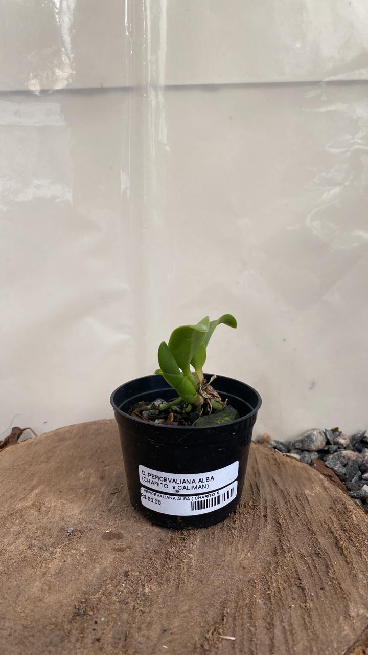 Percevaliana Alba ( Charito x Caliman ) vegetal Cattleya Percevaliana Alba ( Charito x Caliman ) - Imagem 1