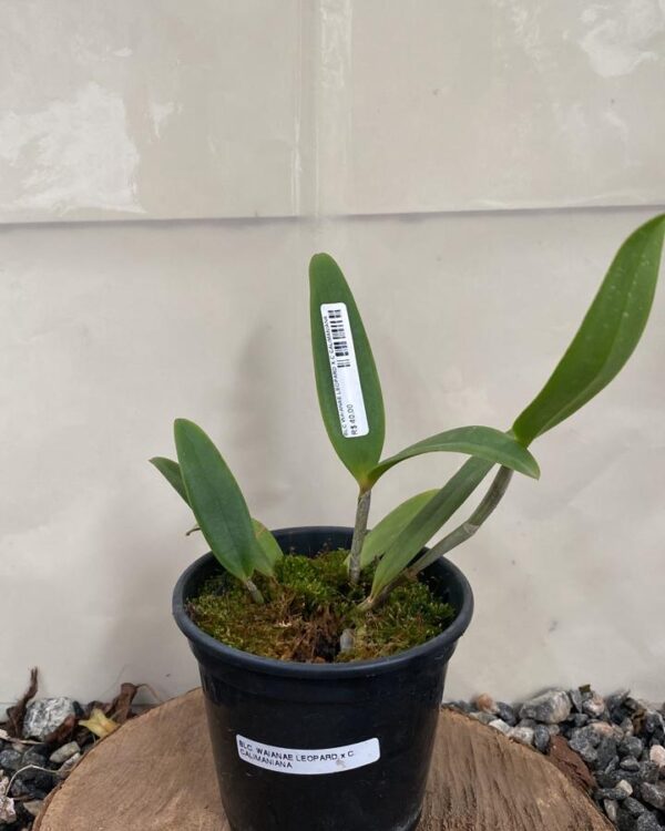 Cattleya Waianae leopard x Calimaniana