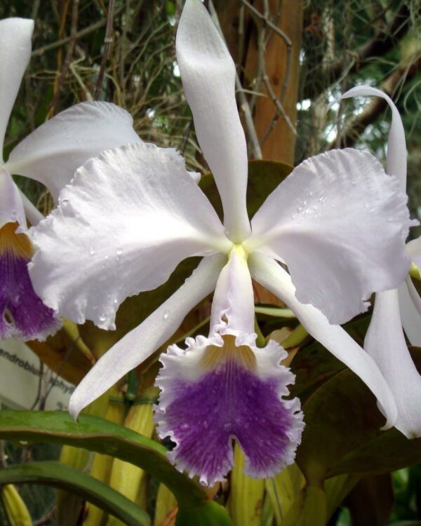 Cattleya Warneri Coerulea