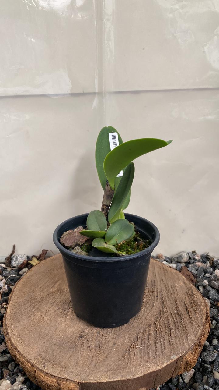 Warneri Coerulea Vegetal Cattleya Warneri Coerulea - Imagem 2