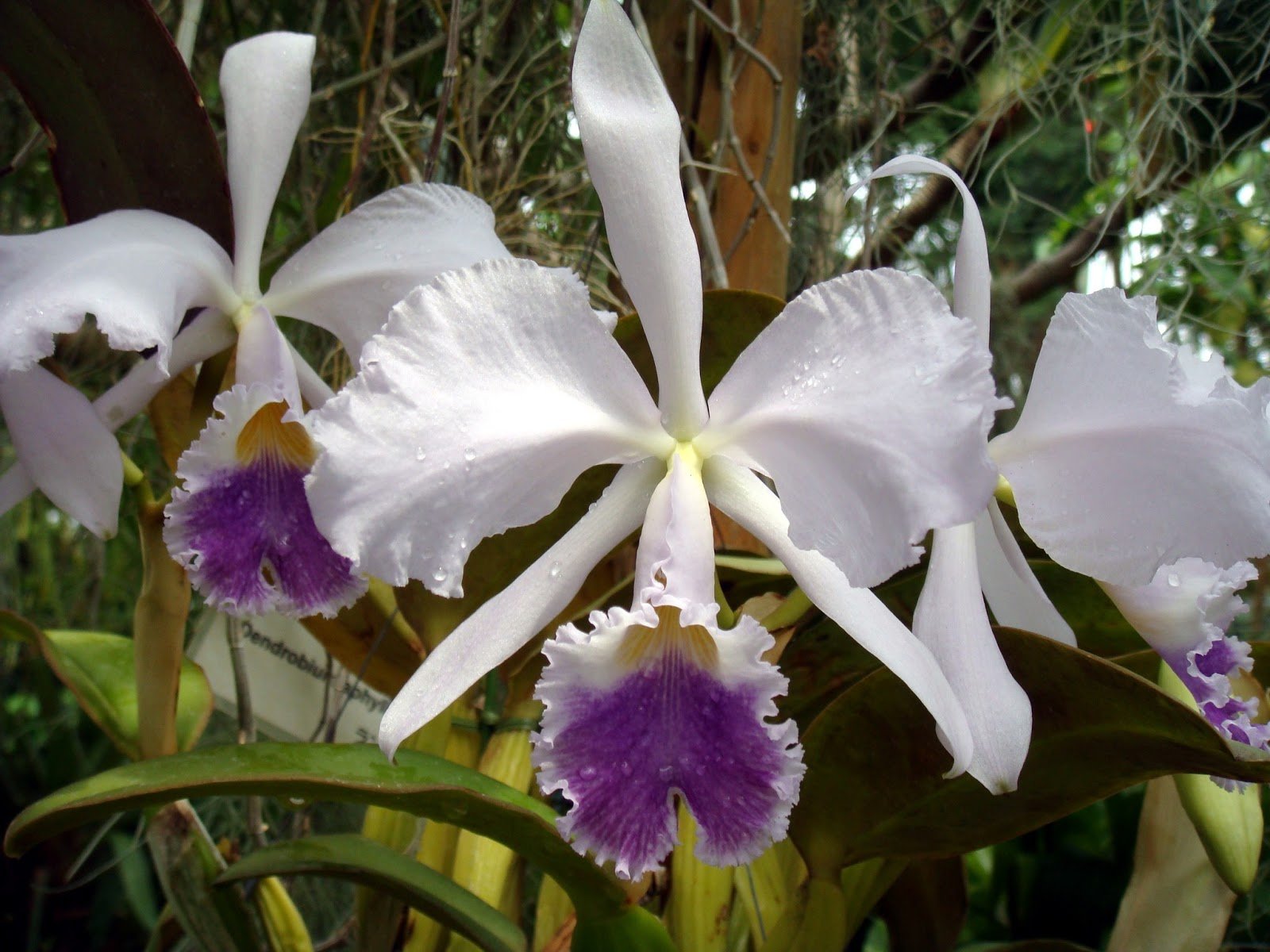 Warneri Coerulea Cattleya Warneri Coerulea - Imagem 1